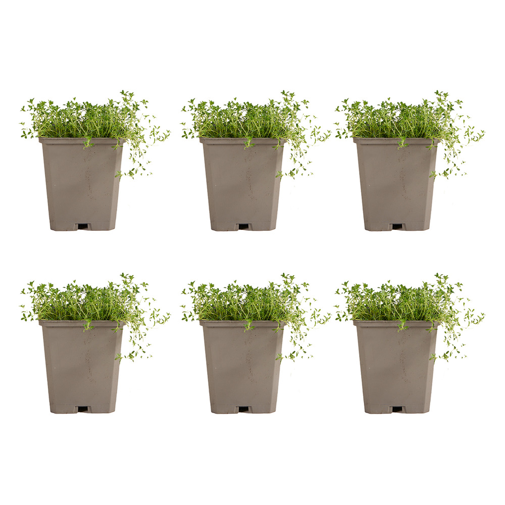 Lot de 6 - thymus albiflorus - thym rampant - h. 10-20 cm