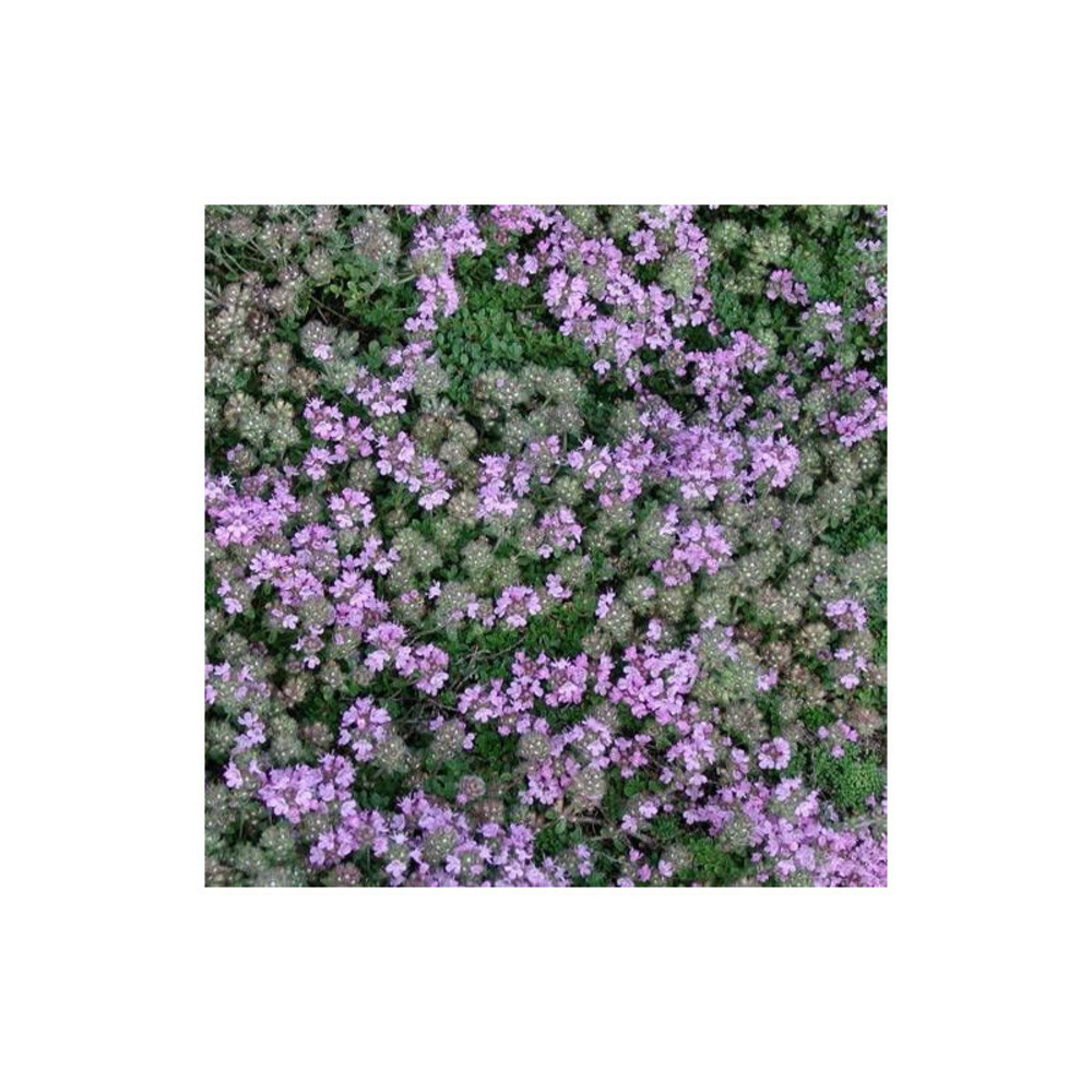 Thym précoce praecox minor godet - 5/20 cm