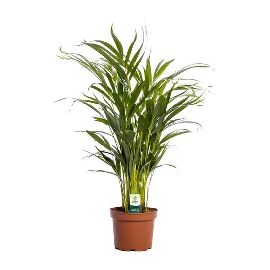 Dypsis lutescens - h65 cm - ø17 cm