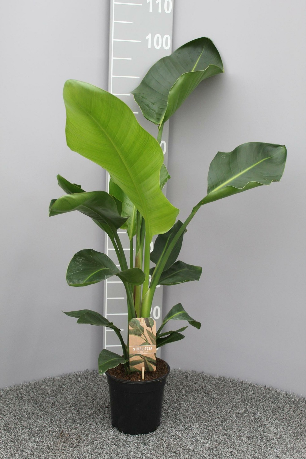 Strelitzia nicolai p17 2pp - h70 cm - ø17 cm