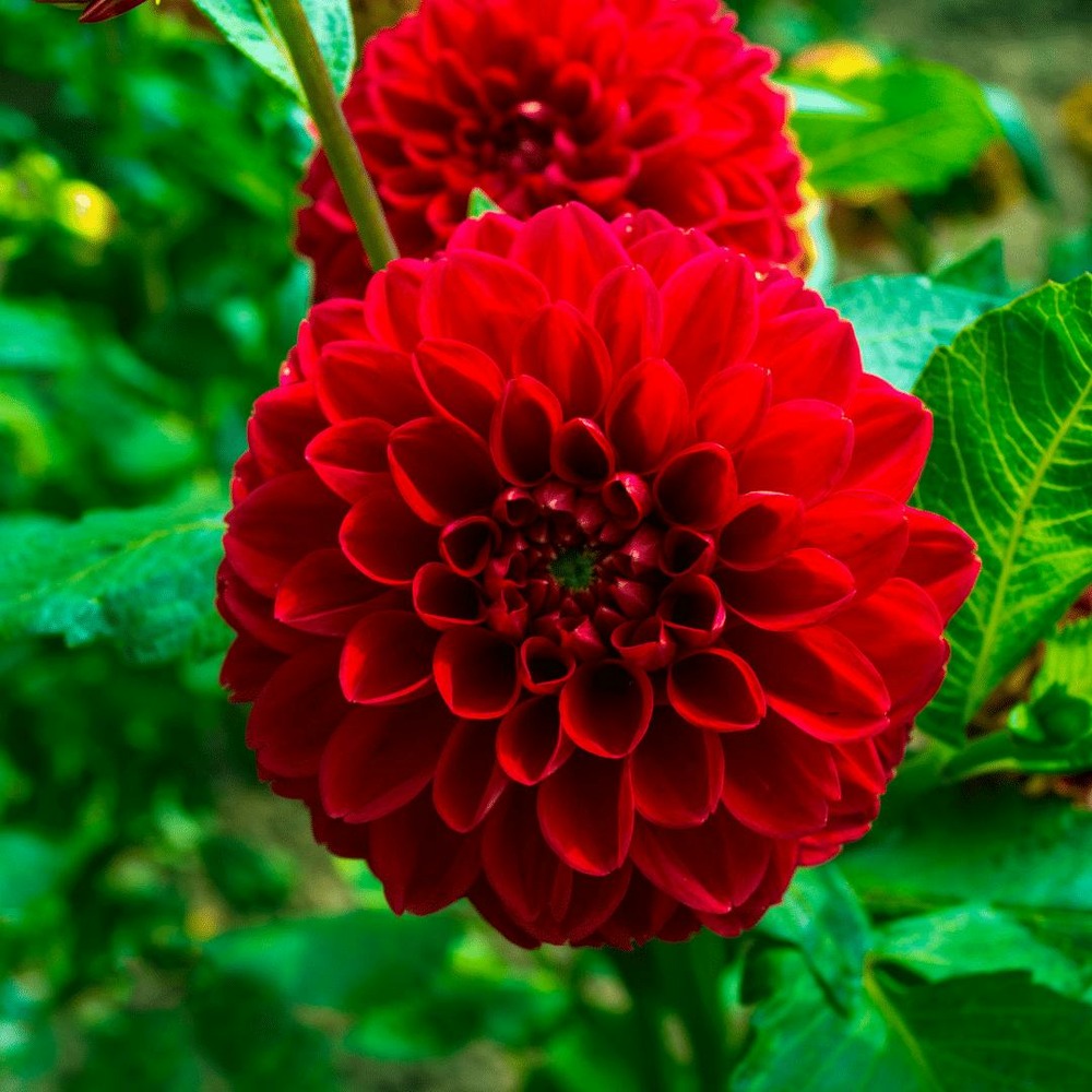 Dahlia heatwave grandes fleurs rouge foncé - coffret de 12 bulbes