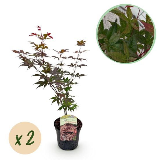 Lot de 2 - érable japonais - h70 cm