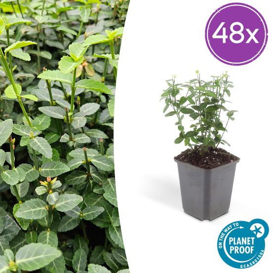 Lot de 48 - euonymus fortunei radicans - h10-25 cm