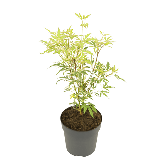 Érable du japon - acer palmatum 'butterfly' - hauteur 25-40cm - ⌀10,5cm