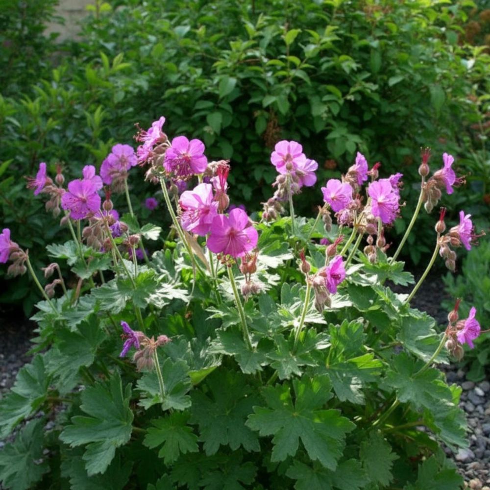 Géranium vivace bevan's variety godet - 5/20 cm