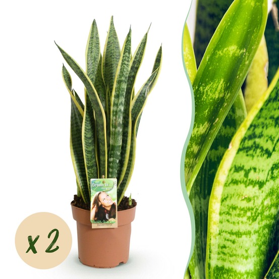 Sanseveria laurentii – lot de 2 – pot 17cm – hauteur 60-70cm
