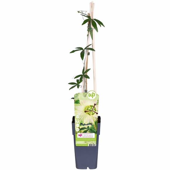 Passiflora blanche caerulea 'constance elliot' - h65 cm - ø15 cm