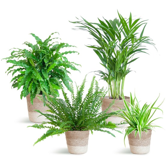 Assortiment de 4 plantes pet's friendly + panier