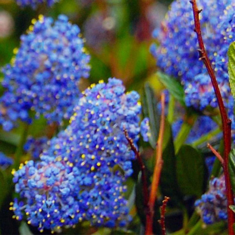 Céanothe Rampant (Ceanothus 'Thyrsiflorus …