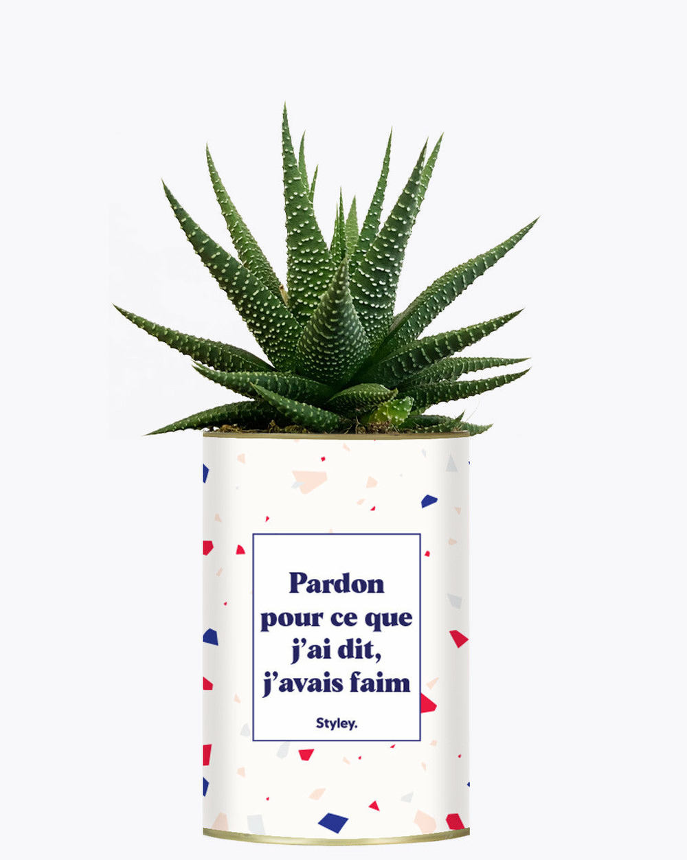 Plante drôle - pardon pour ce que j'ai dit, j'avais faim - cactus