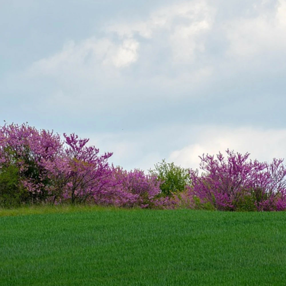 Cercis, gainier, arbre de judée bodnant pot de 15l - baliveau