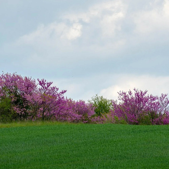 Cercis, gainier, arbre de judée bodnant pot de 15l - baliveau