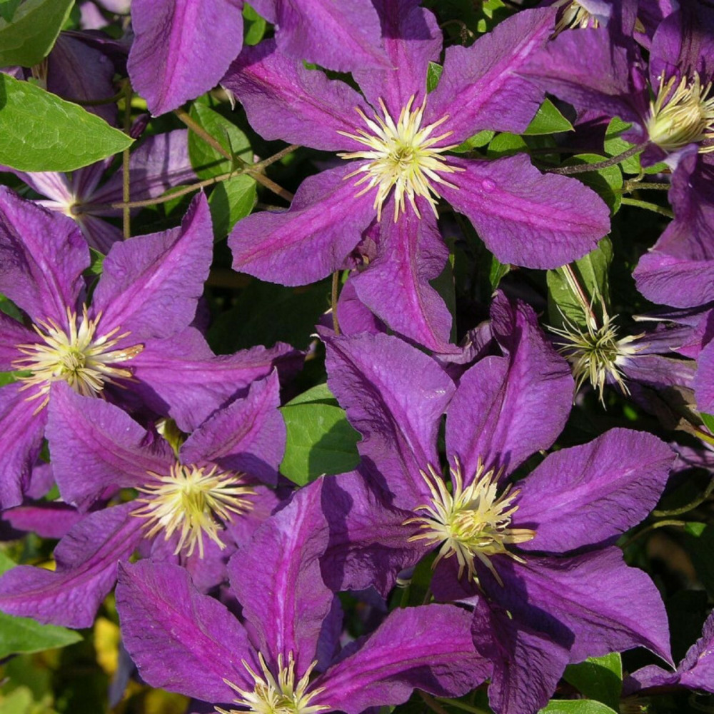 Clématite vostok pot de 3l - echelle bambou 60/120 cm