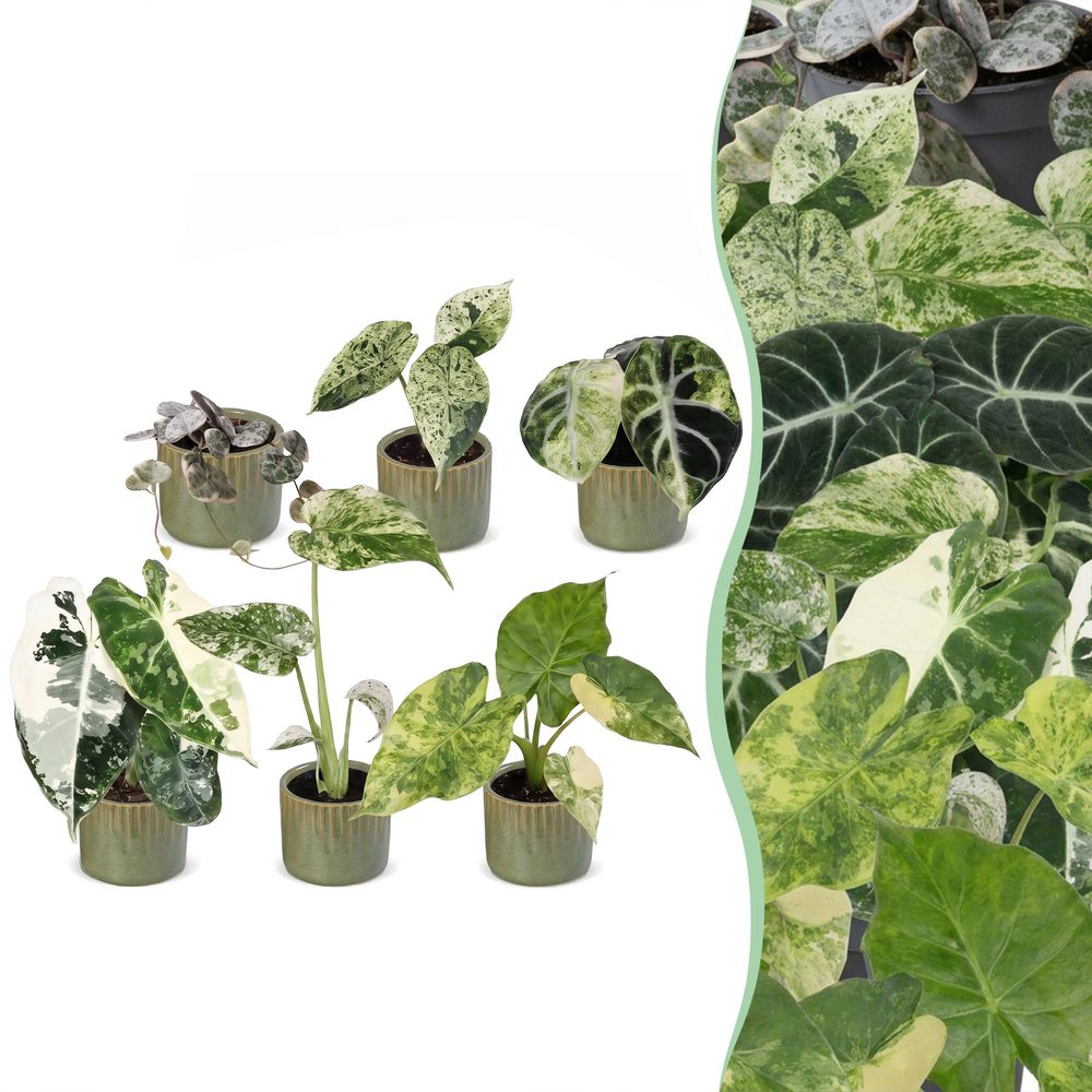 Baby variegata - lot de 6 mini plantes panachées avec cache-pots linnea vert olive - h 10-15 cm, pot ø6 cm