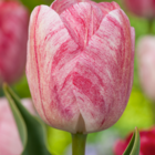 Tulipa hemisphere - bulbes à fleurs x15 - tulipe - rose / blanc / rouge - tulipes hollandaises