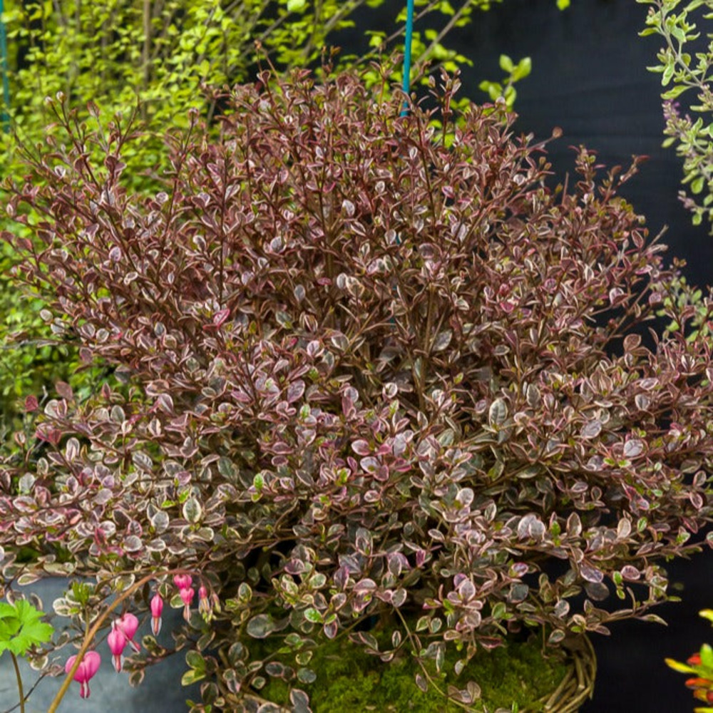 Lophomyrtus ralphii little star - le pot / 2l / hauteur livrée 20-25cm