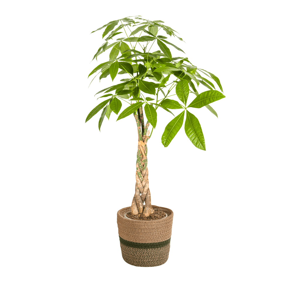 Pachira aquatica avec cache-pot tressé ø21cm - ↕90 - 110cm - plantes d'intérieur