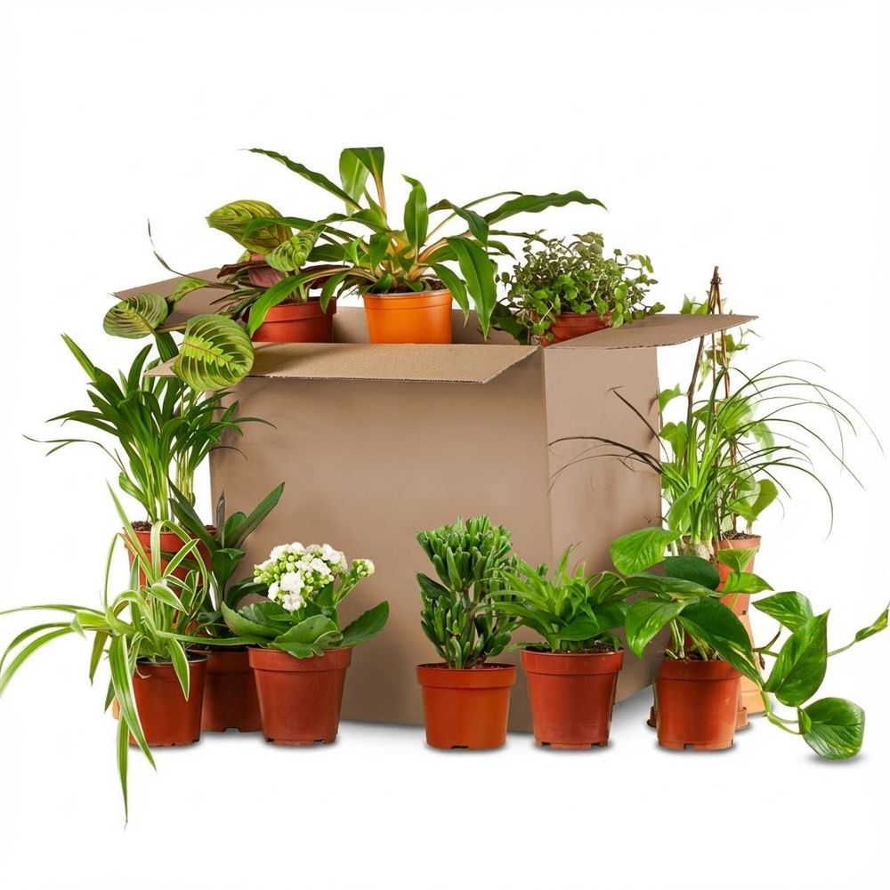Box plantes deuxième chance - mix 12 plantes surprises