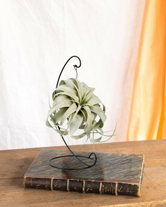 Tillandsia king xero 23cm - plante d'intérieur