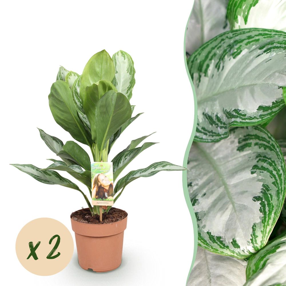 Aglaonema silver bay - pot de 17cm - hauteur 70-75cm - plantes d'intérieur