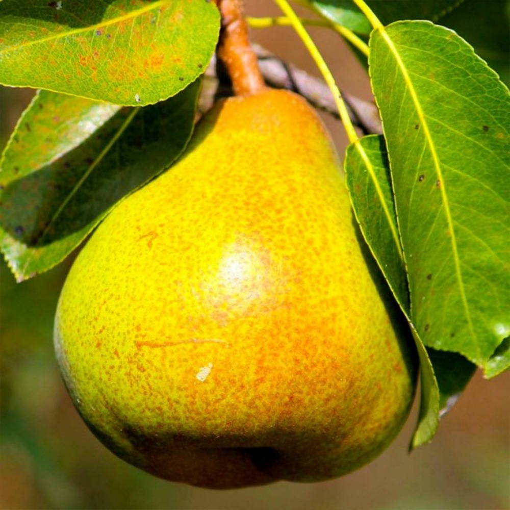 Poirier 'doyenné du comice' (pyrus communis 'doyenné du comice')
