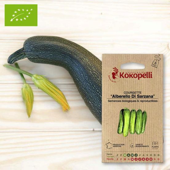 Courgette alberello di sarzana- graines bio à semer