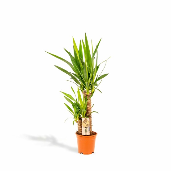 Yucca - 70cm de haut - h90 cm - ø17 cm