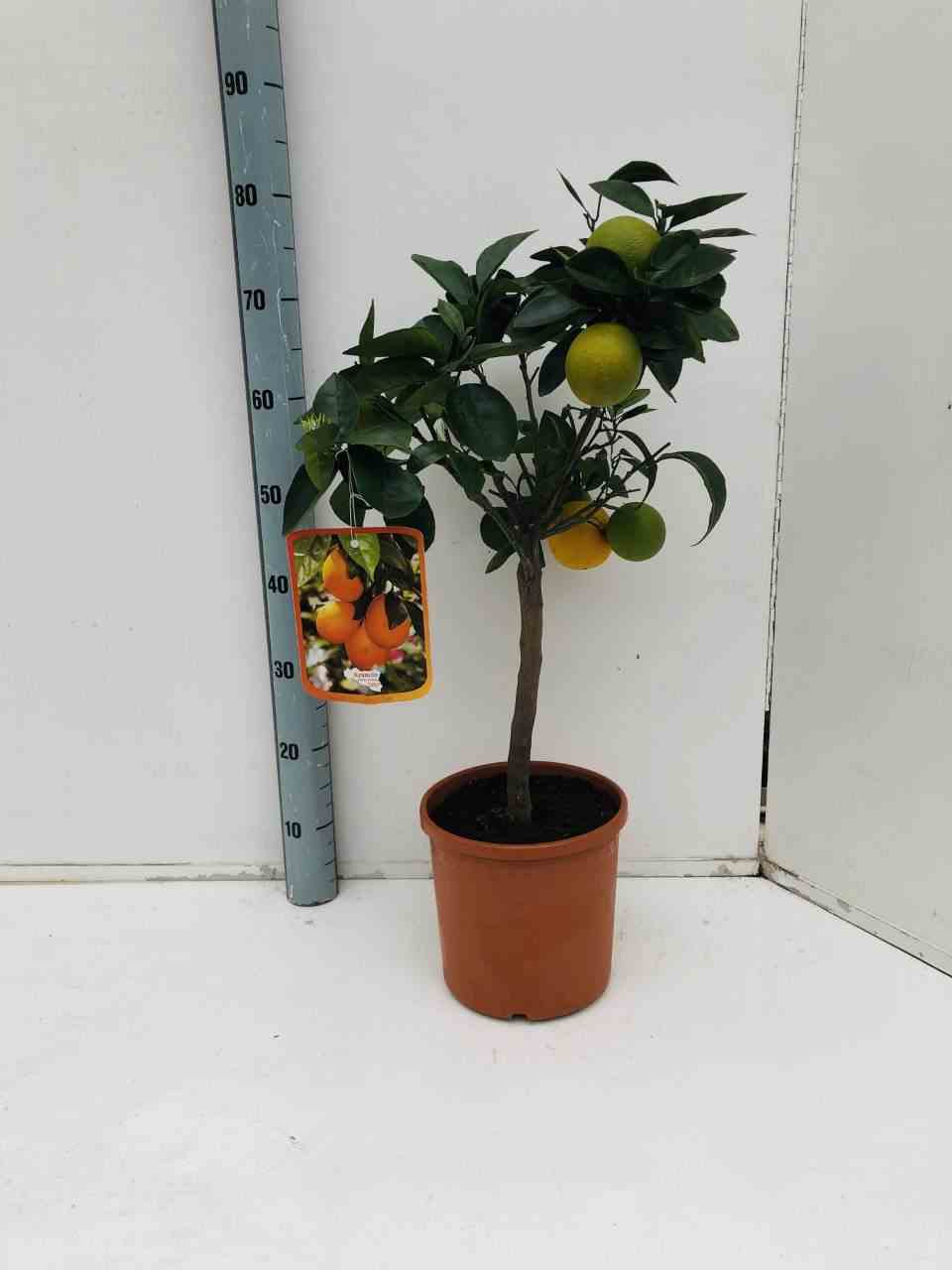Citrus sinensis adulte (oranger)   blanc - taille pot 130l - 150/175cm - peri 40/50