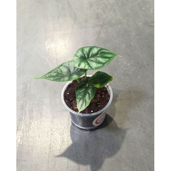 Alocasia dragon scale - oreilles d'éléphant - small d. 9cm h. 15cm - plante d'intérieur
