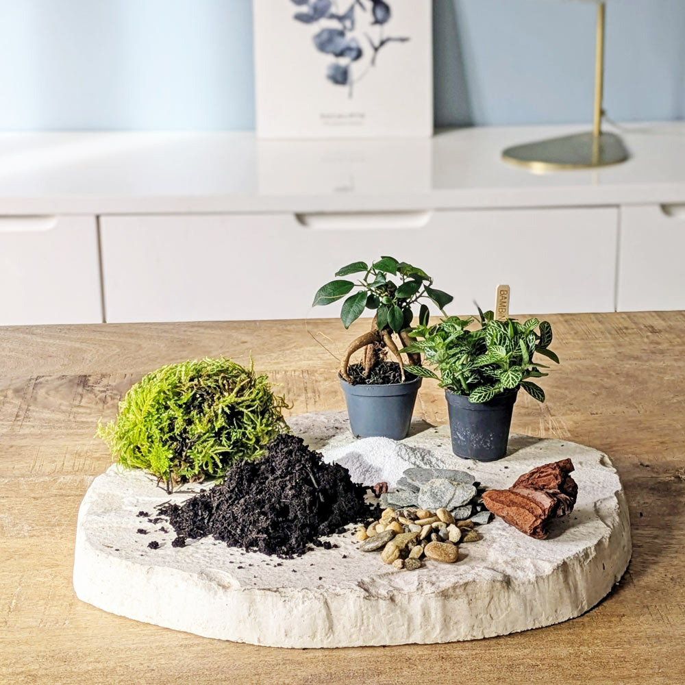 Kit recharge pour terrarium 2 plantes fittonia vert + ficus