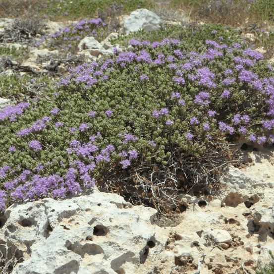 Thym corse - prêt à consommer pot de 1,5l - 10/20 cm