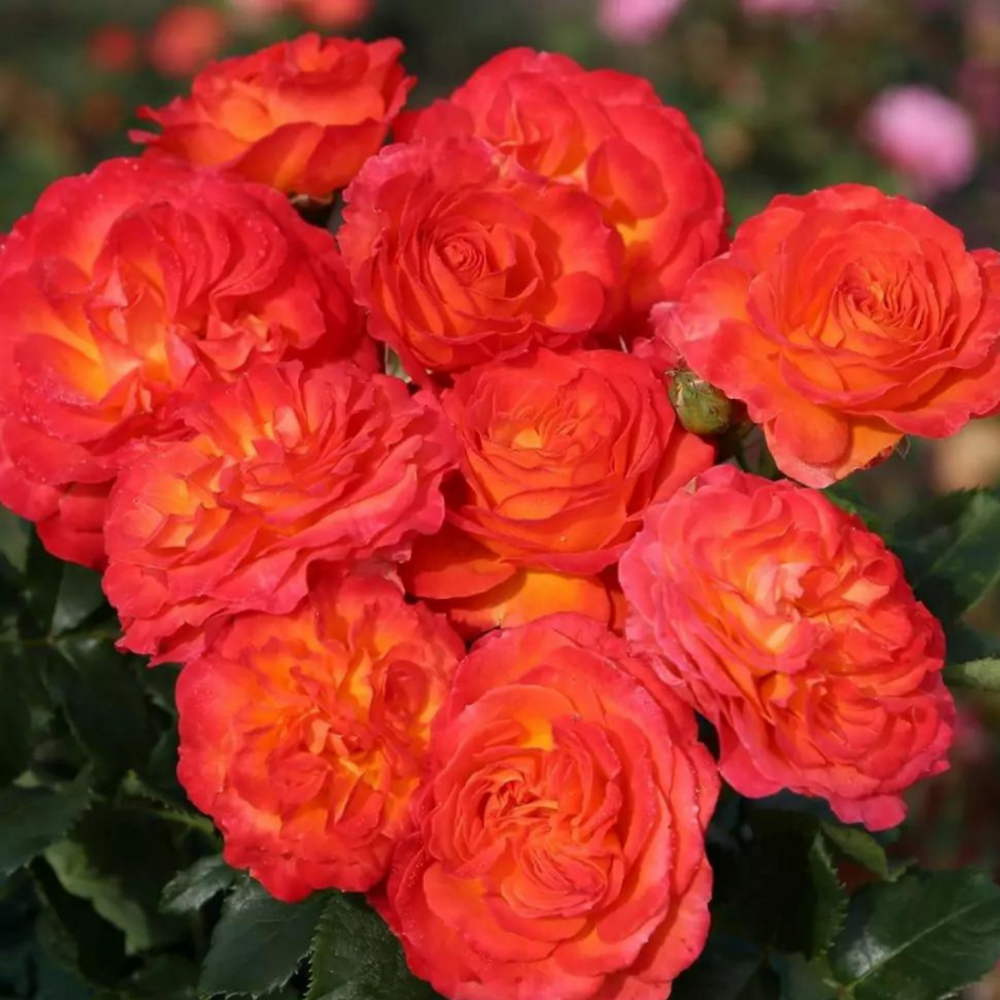 Rosier vulcano rouge hybride en pot 3l