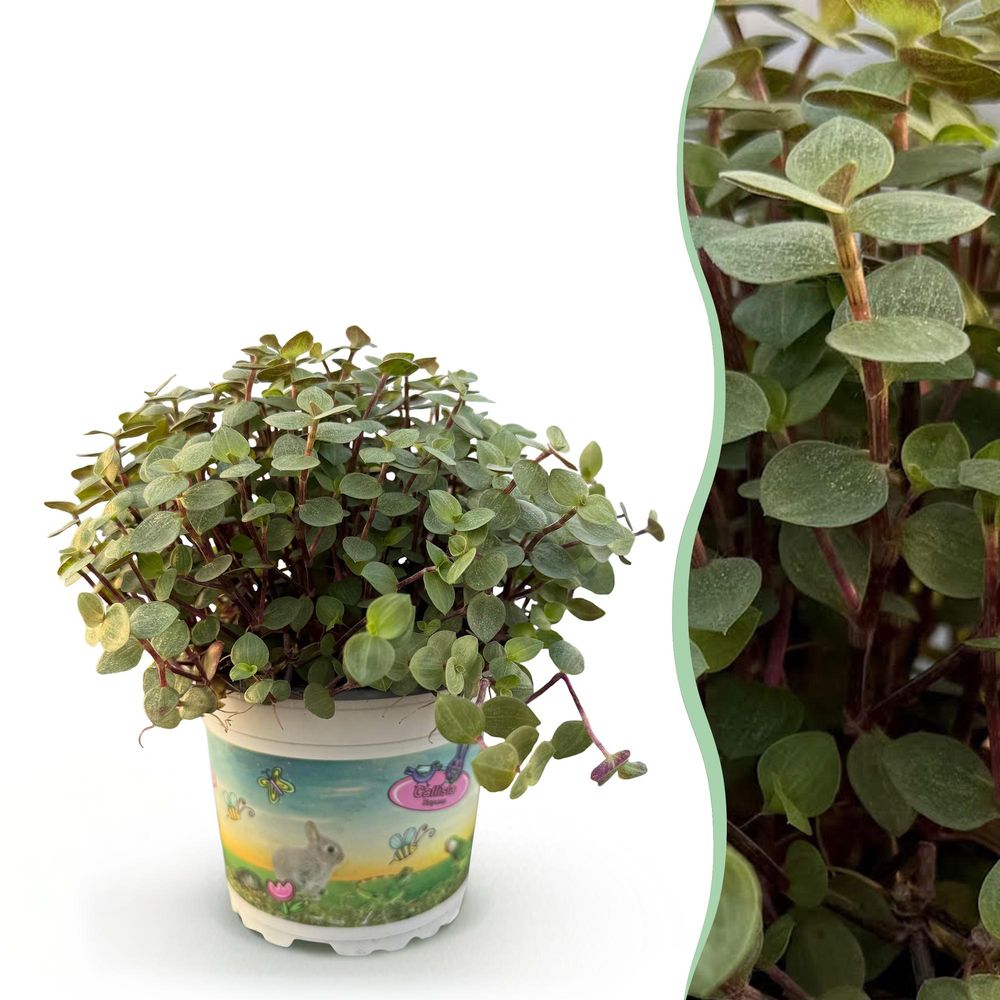 Calissia repens - plante tortue - plante - pet-friendly - pot de 12cm - hauteur 14cm - plantes d'intérieur