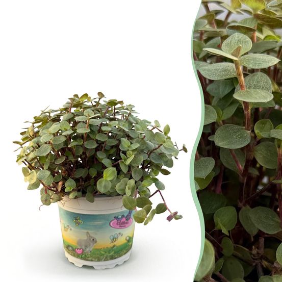 Calissia repens - plante tortue - plante - pet-friendly - pot de 12cm - hauteur 14cm - plantes d'intérieur