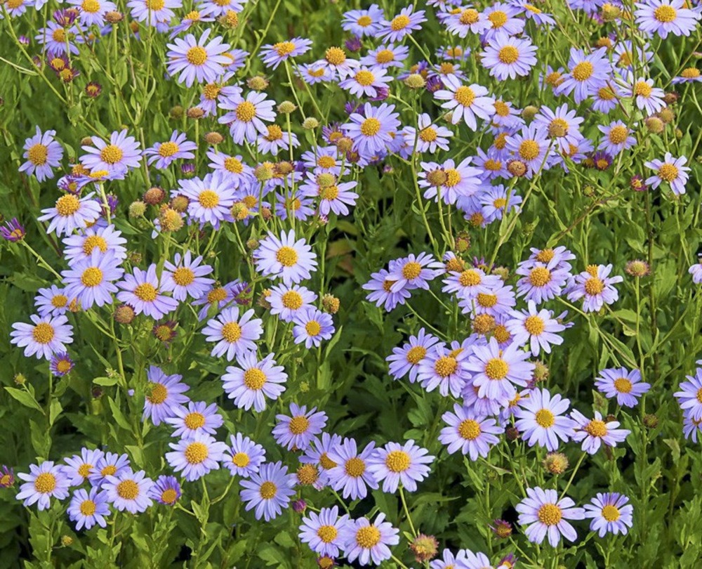 Aster de mongolie 'antonia' godet de 8/9 cm