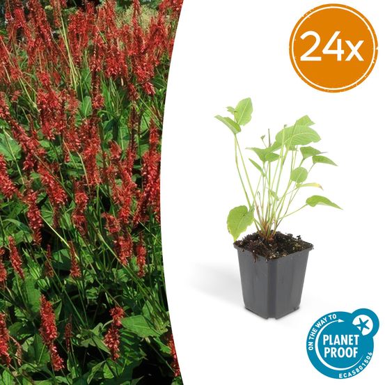 Lot de 24 - persicaria amplexicaulis - h10-25 cm
