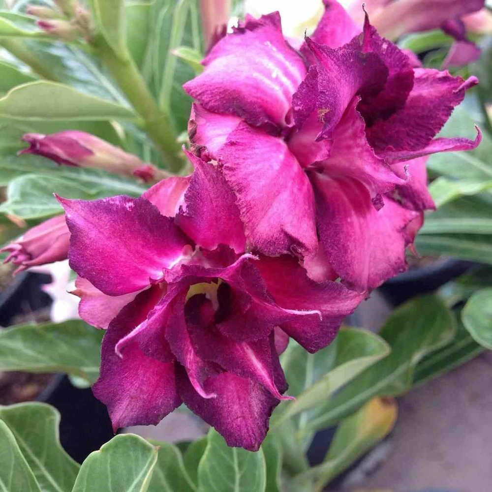 Adenium obesum cv.muang monkon couleur floraison:violet - caudex d'environ 150g