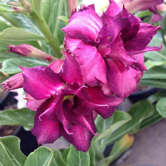 Adenium obesum cv.muang monkon couleur floraison:violet - caudex d'environ 150g