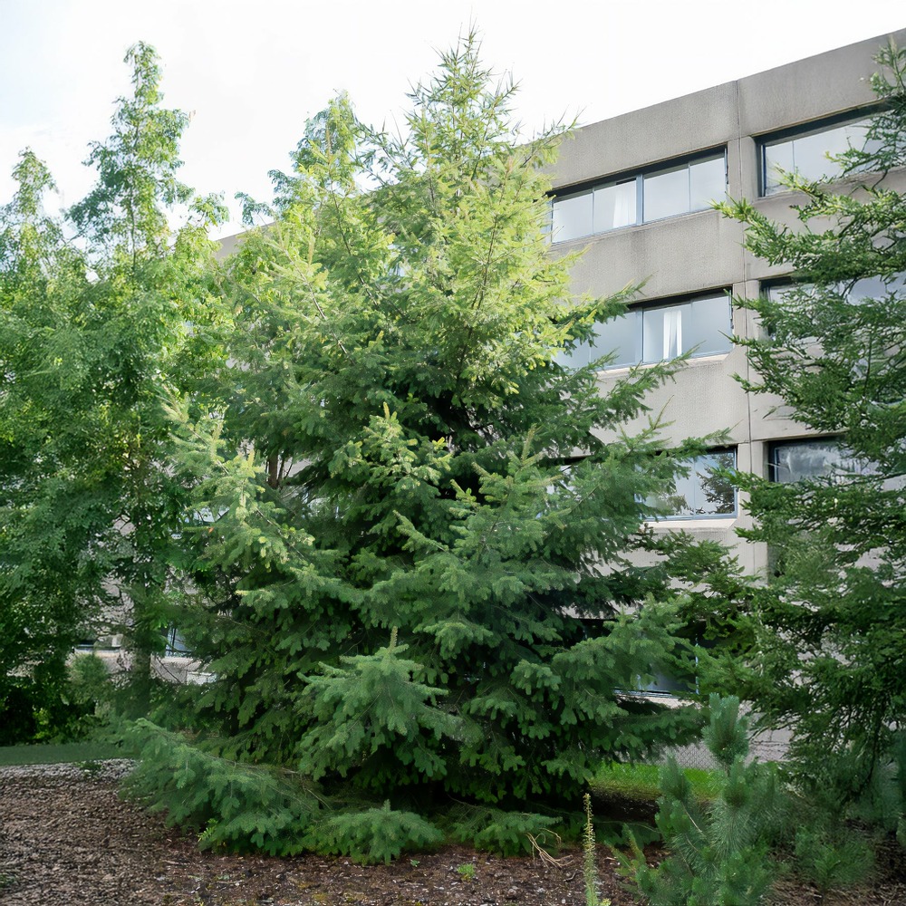 Sapin de douglas - le pot / ø 9cm / hauteur livrée 40-50cm, vendu par lot de 6