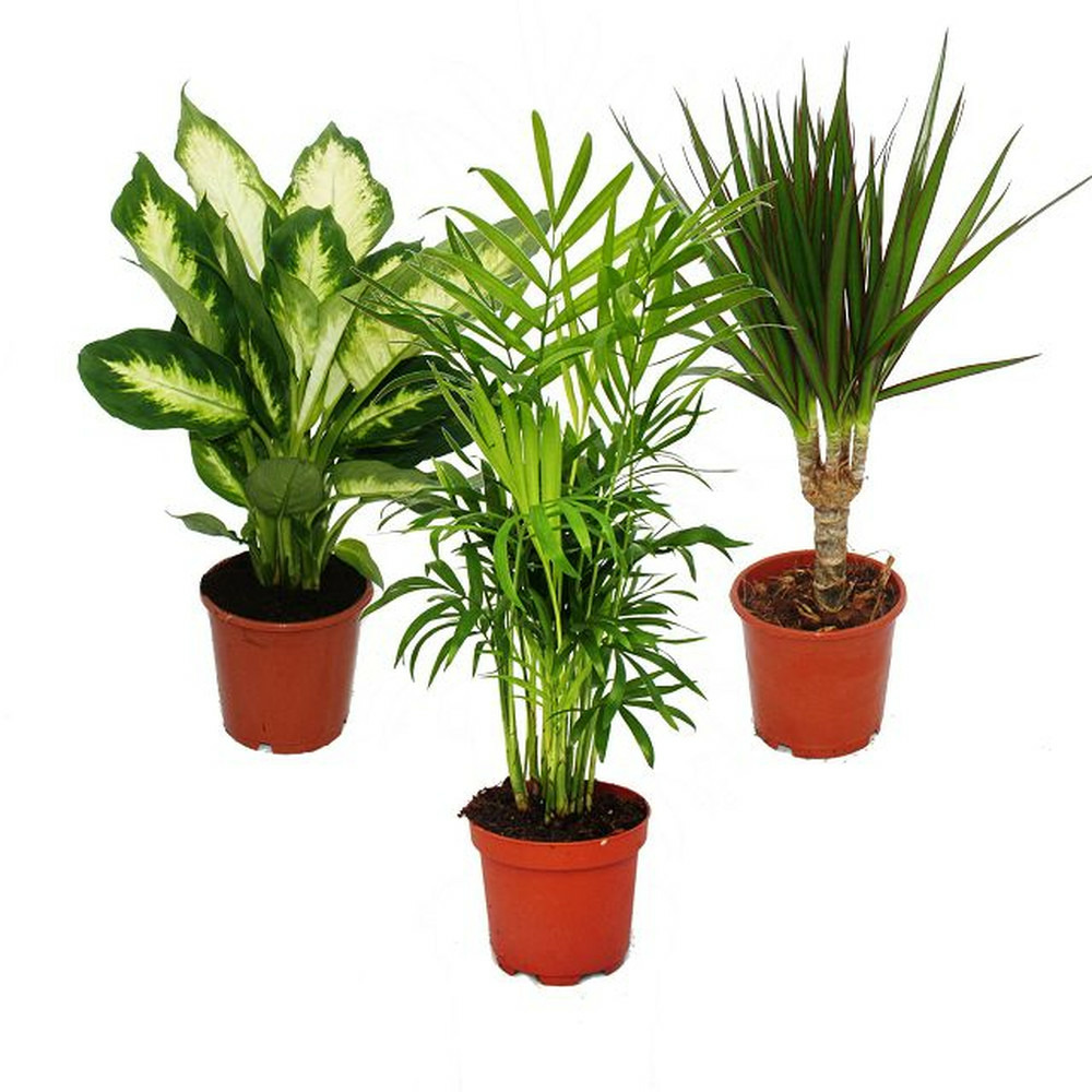 Set de plantes d'intérieur - dieffenbachia - chamaedorrea elegans - dracaena marginata - 3 plantes - facile d'entretien pot de 12 cm