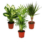 Set de plantes d'intérieur - dieffenbachia - chamaedorrea elegans - dracaena marginata - 3 plantes - facile d'entretien pot de 12 cm