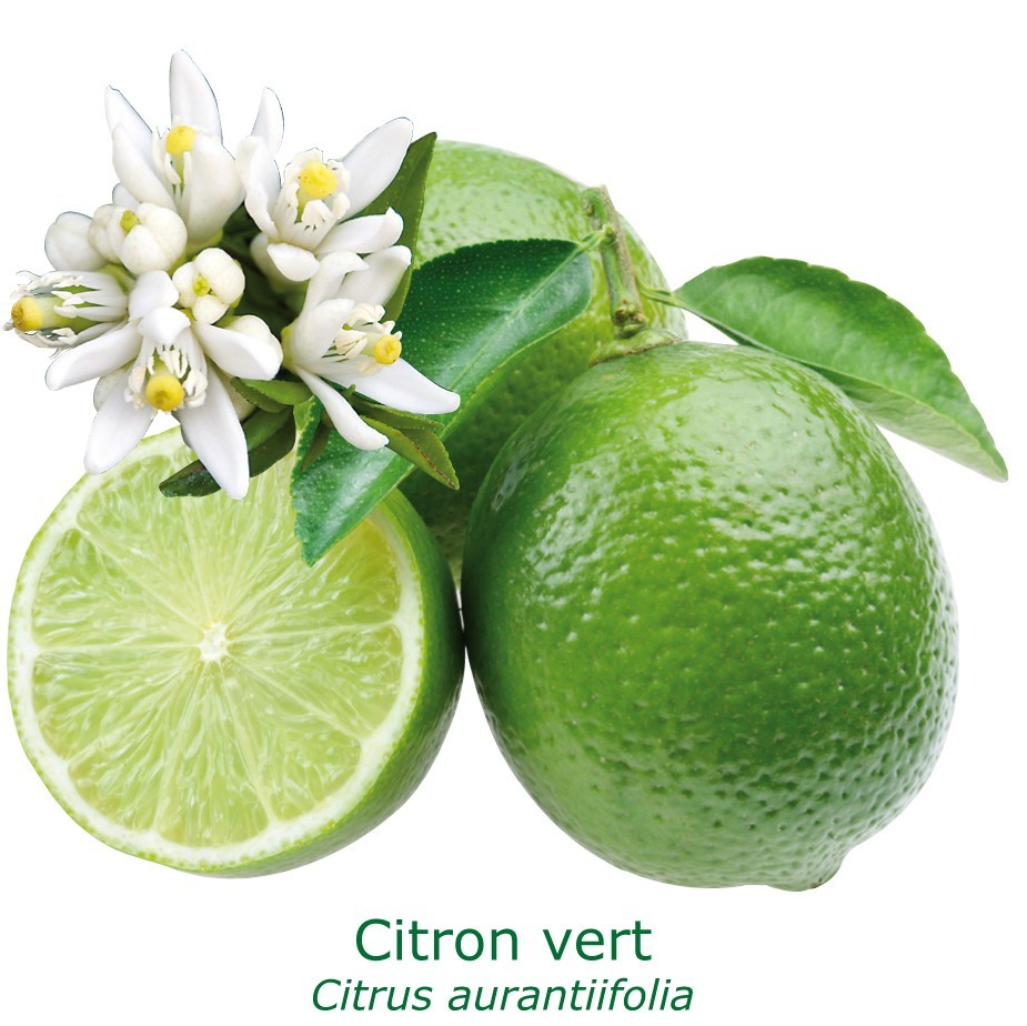 Citronnier vert bio | lime tahiti | citrus aurantiifolia tailles:pot de 3 litres, hauteur 30/40 cm