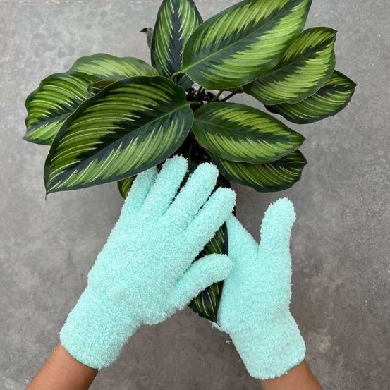 Gants de nettoyage pour plantes - anti-calcaire - mint