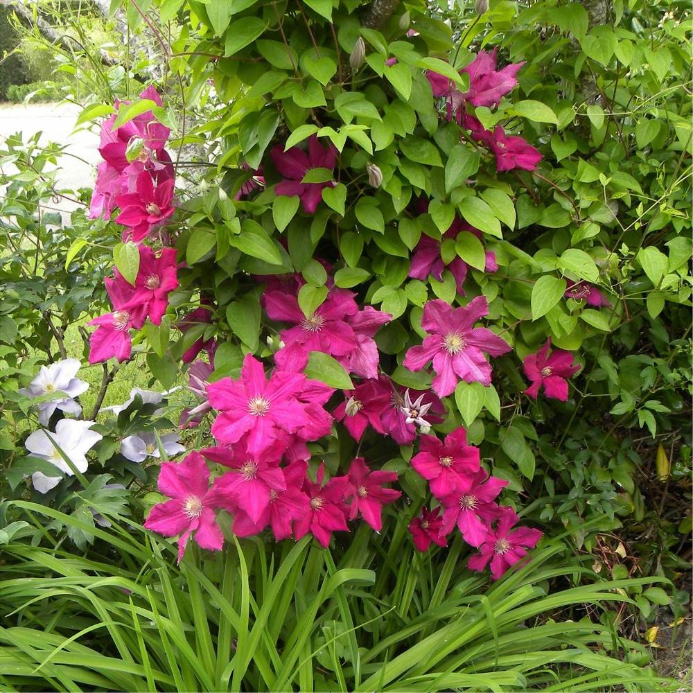 Clématite italienne ernest markham grimpante - le pot / 1,5l / hauteur livrée 20-60cm, vendu par lot de 2