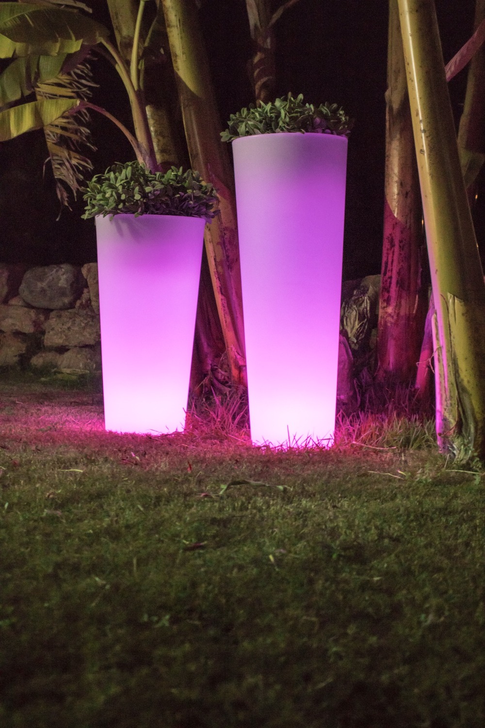 Pot lumineux ficus 60 lumière blanche froide par câble ø29x59cm