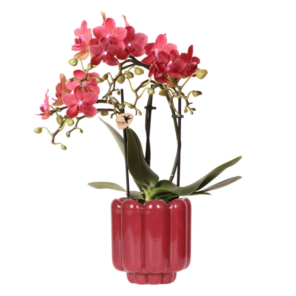 Orchidée phalaenopsis 'congo' rouge (phalaenopsis) - pot de 9cm - rétro rouge - plantes d'intérieur