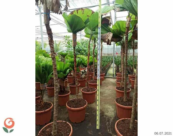 Licuala grandis (palmier cuillère) pot de 65l - 225/250cm