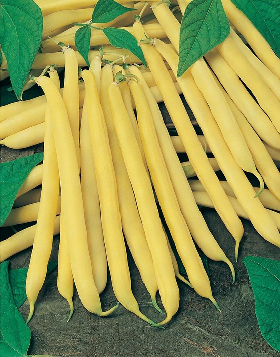 Haricot nain minidor - 150 g