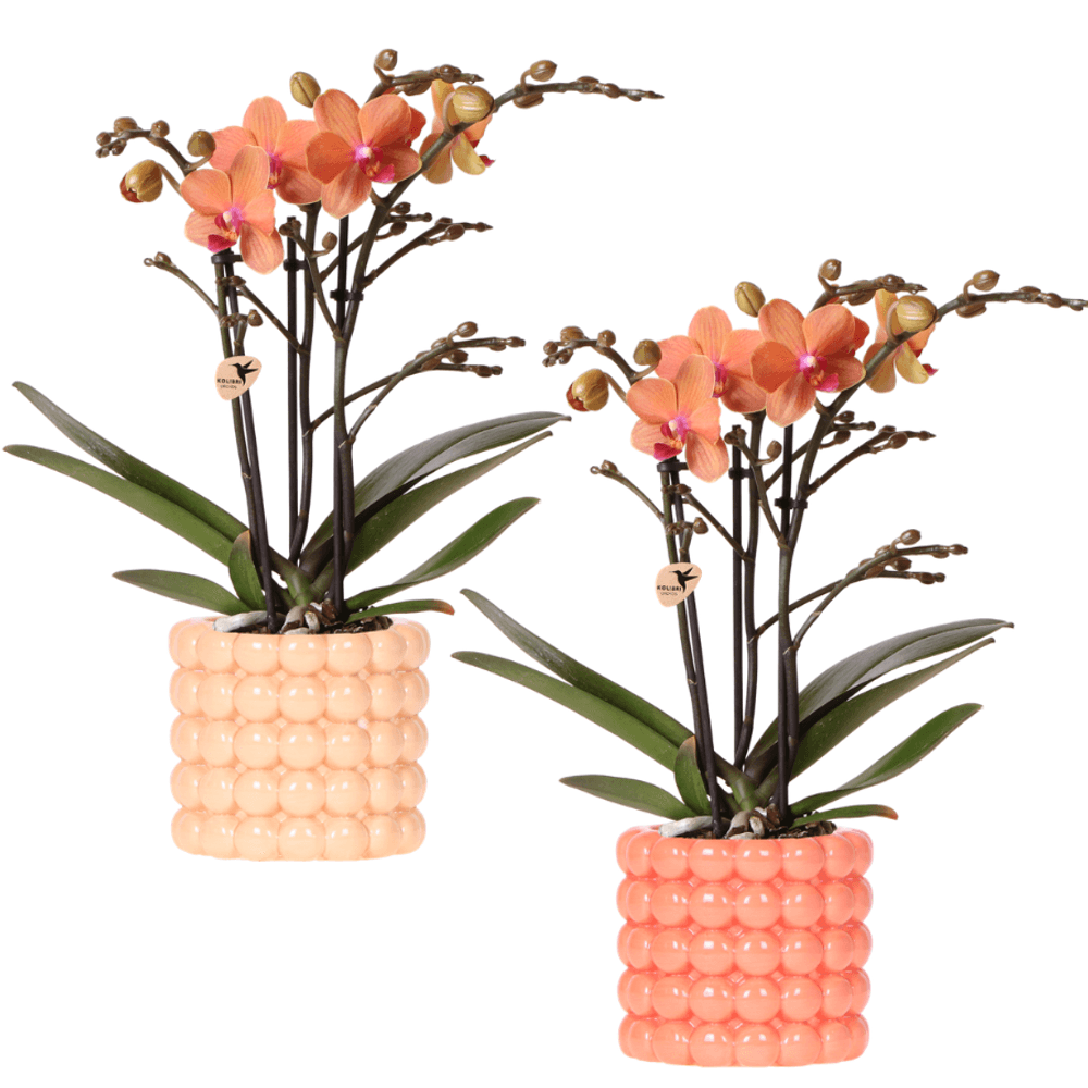 Orchidée phalaenopsis 'bolzano' orange (phalaenopsis) - coffret orchidée + cache-pots céramique - pot de 9cm - plantes d'intérieur