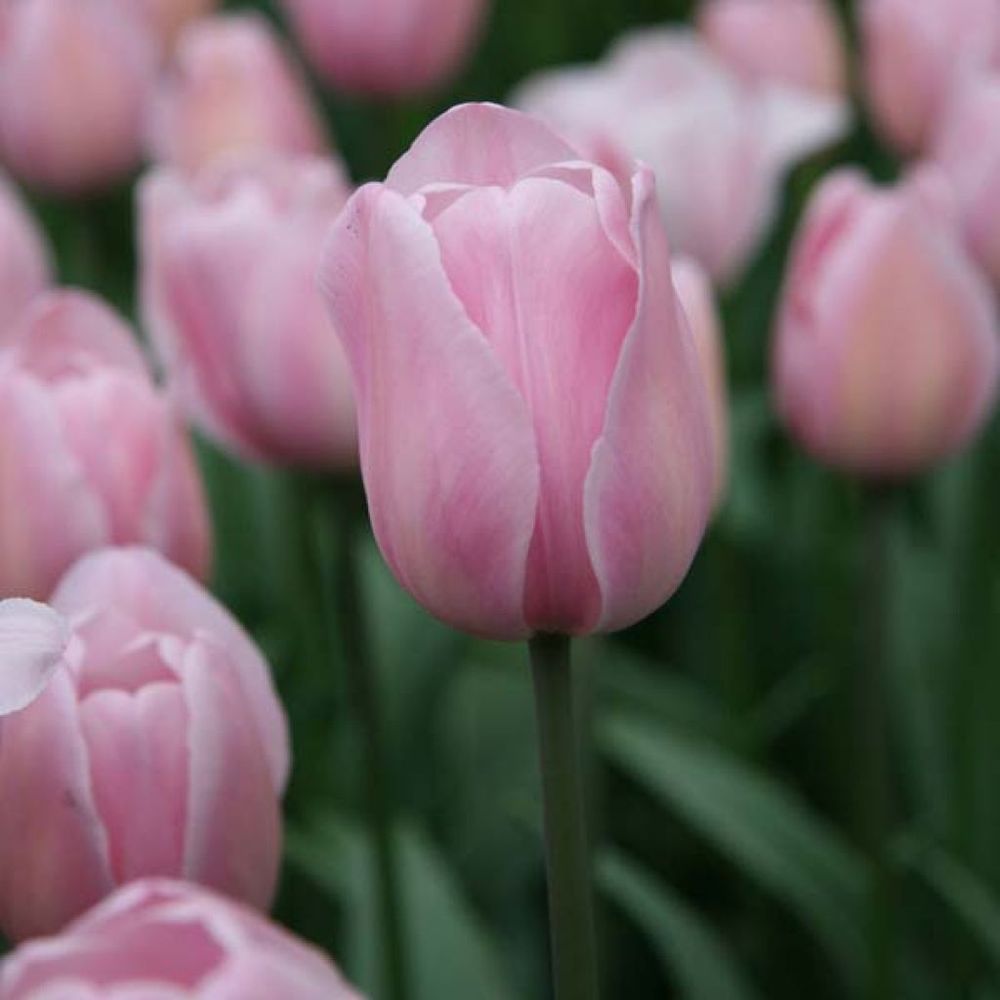 Tulipe triomphe 'rosalie' bulbe calibre 11+ (par 10)